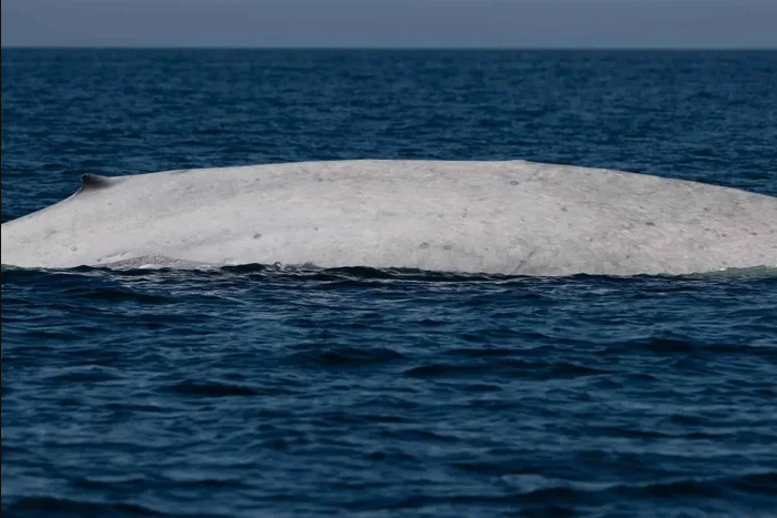 Ngư dân tưởng nhìn nhầm khi thấy sinh vật trắng toát giữa biển, chuyên gia xác nhận: Tỷ lệ chỉ 0,0025% - Ảnh 1.