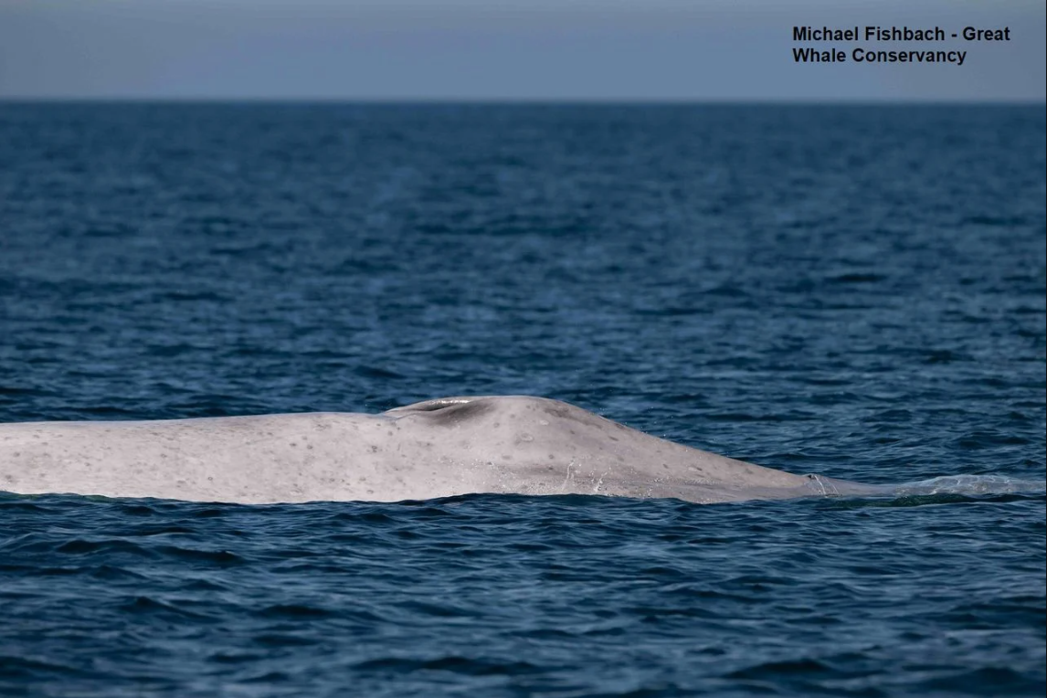 Ngư dân tưởng nhìn nhầm khi thấy sinh vật trắng toát giữa biển, chuyên gia xác nhận: Tỷ lệ chỉ 0,0025% - Ảnh 2.