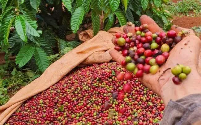 Nông sản Việt giữ đà tăng trưởng trong bối cảnh thương mại biến động - Ảnh 1.