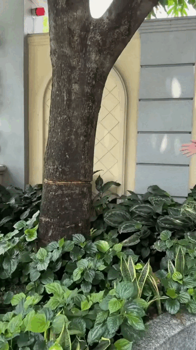 Nữ nghệ sĩ ở biệt thự 300 tỷ: 8/3 không cần mua hoa vì ra vườn hái là có- Ảnh 3.