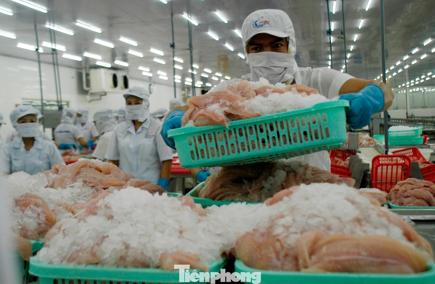 Một số doanh nghiệp thủy sản tạm dừng xuất khẩu Trung Đông- Ảnh 1.