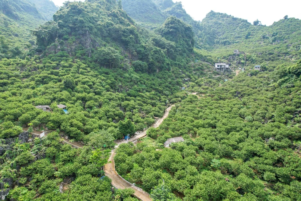 Đặc sản vùng núi phía Bắc được ví như "vua của các loại", Chủ tịch xã từng trực tiếp bán trên livestream- Ảnh 3.