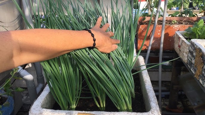 Thứ rau chợ Việt bán vài nghìn cả nắm, nấu món gì cũng thơm nhưng là "khắc tinh" của nhiều loại ung thư, "quét đường" trong máu- Ảnh 2.