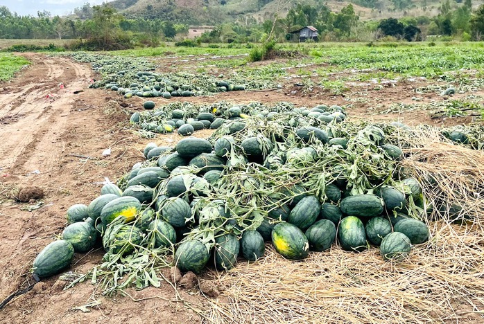 Giá dưa hấu còn 1.000 đồng/kg, nhiều hộ trồng lỗ hàng trăm triệu đồng- Ảnh 3.