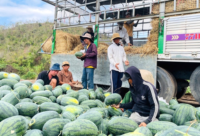 Giá dưa hấu còn 1.000 đồng/kg, nhiều hộ trồng lỗ hàng trăm triệu đồng- Ảnh 1.