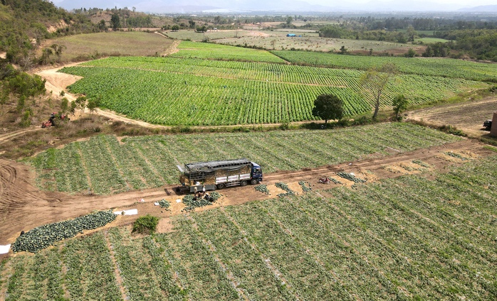 Giá dưa hấu còn 1.000 đồng/kg, nhiều hộ trồng lỗ hàng trăm triệu đồng- Ảnh 2.