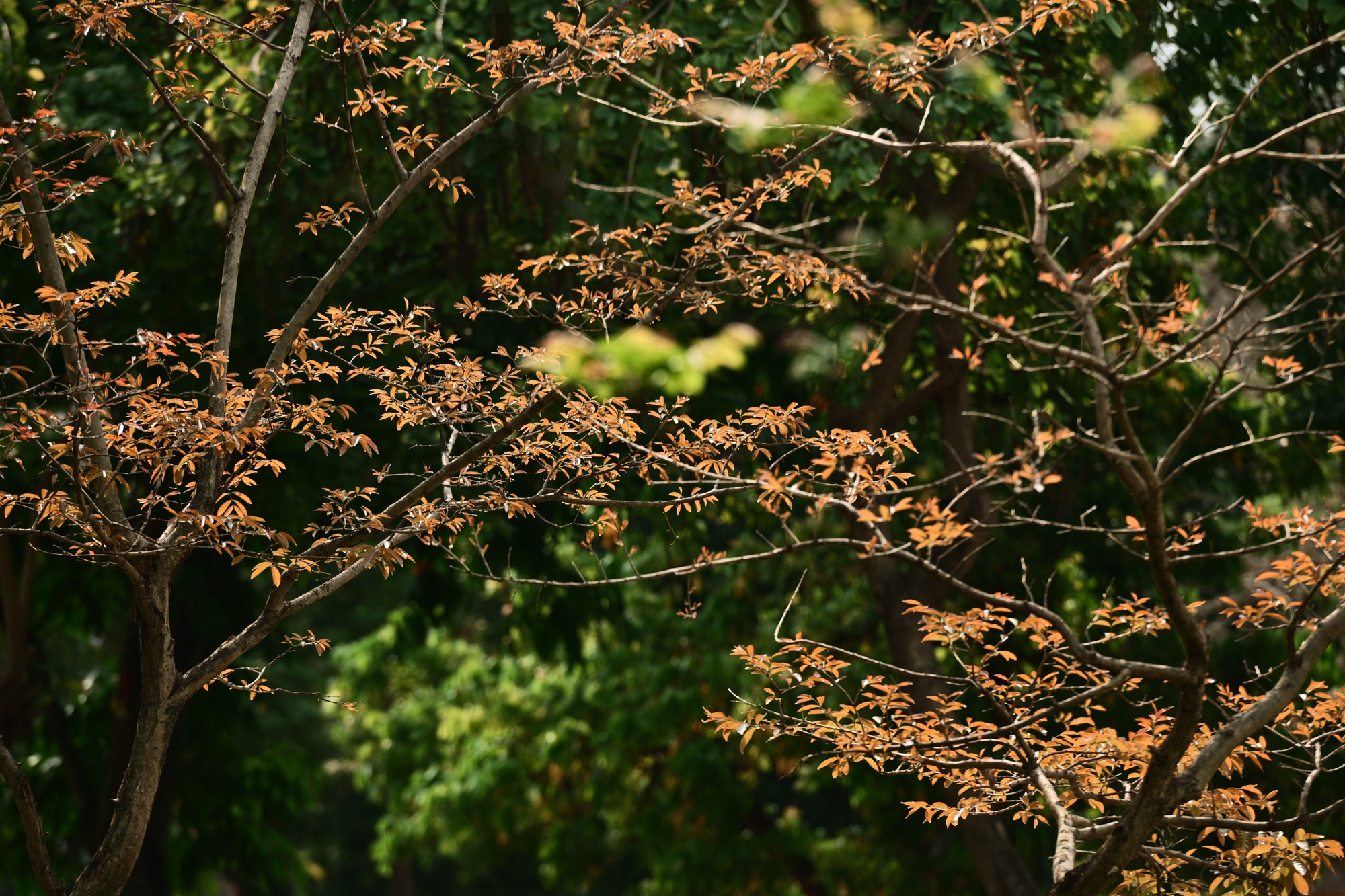 Người Hà Nội đang đổ xô ra công viên Thống Nhất săn lùng một khung cảnh vô thực- Ảnh 3.