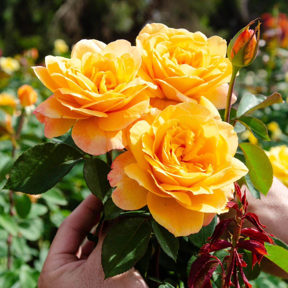 7 loại cây mang lại may mắn, nên trồng ngay trong vườn nhà - Ảnh 4.