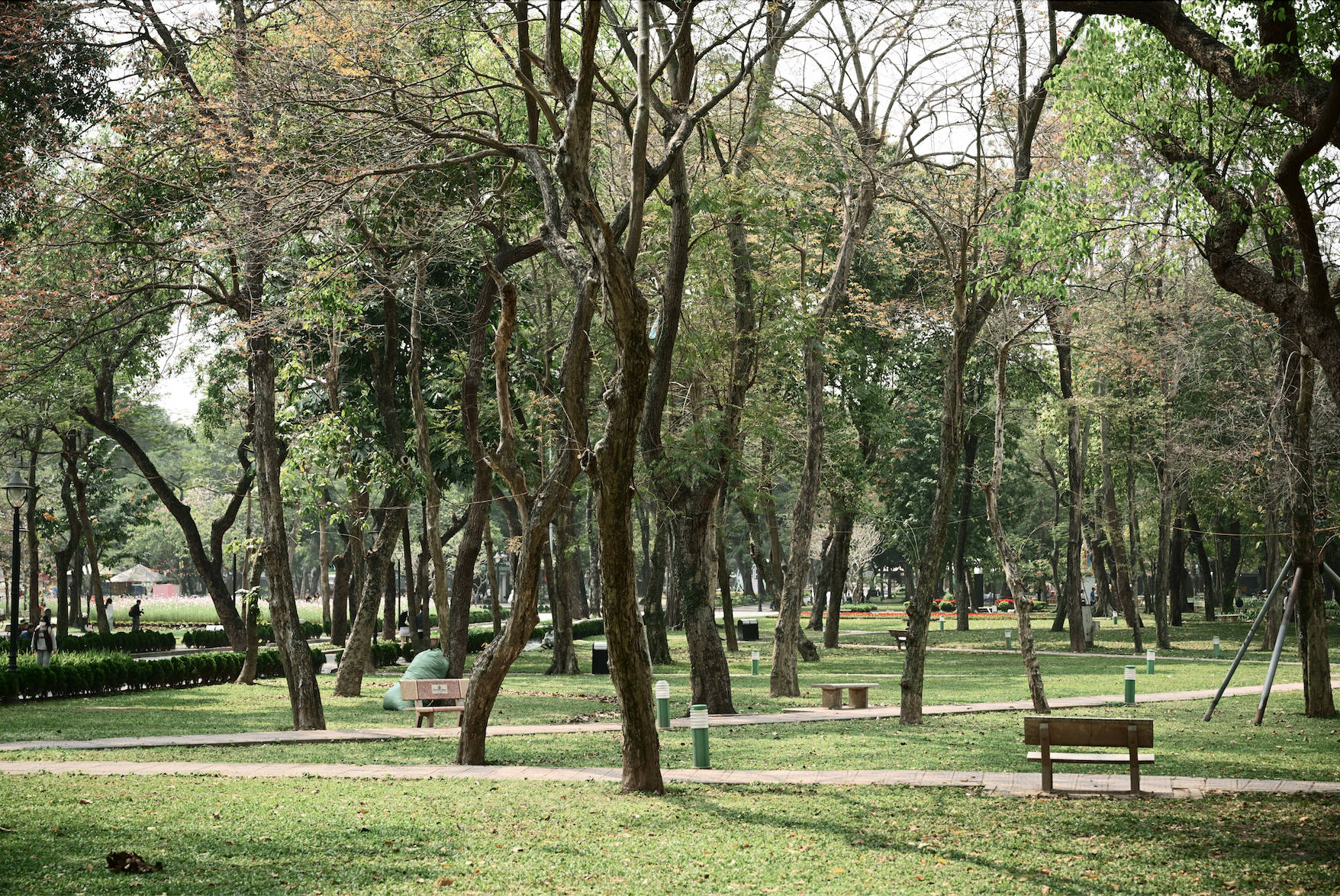 Người Hà Nội đang đổ xô ra công viên Thống Nhất săn lùng một khung cảnh vô thực- Ảnh 4.