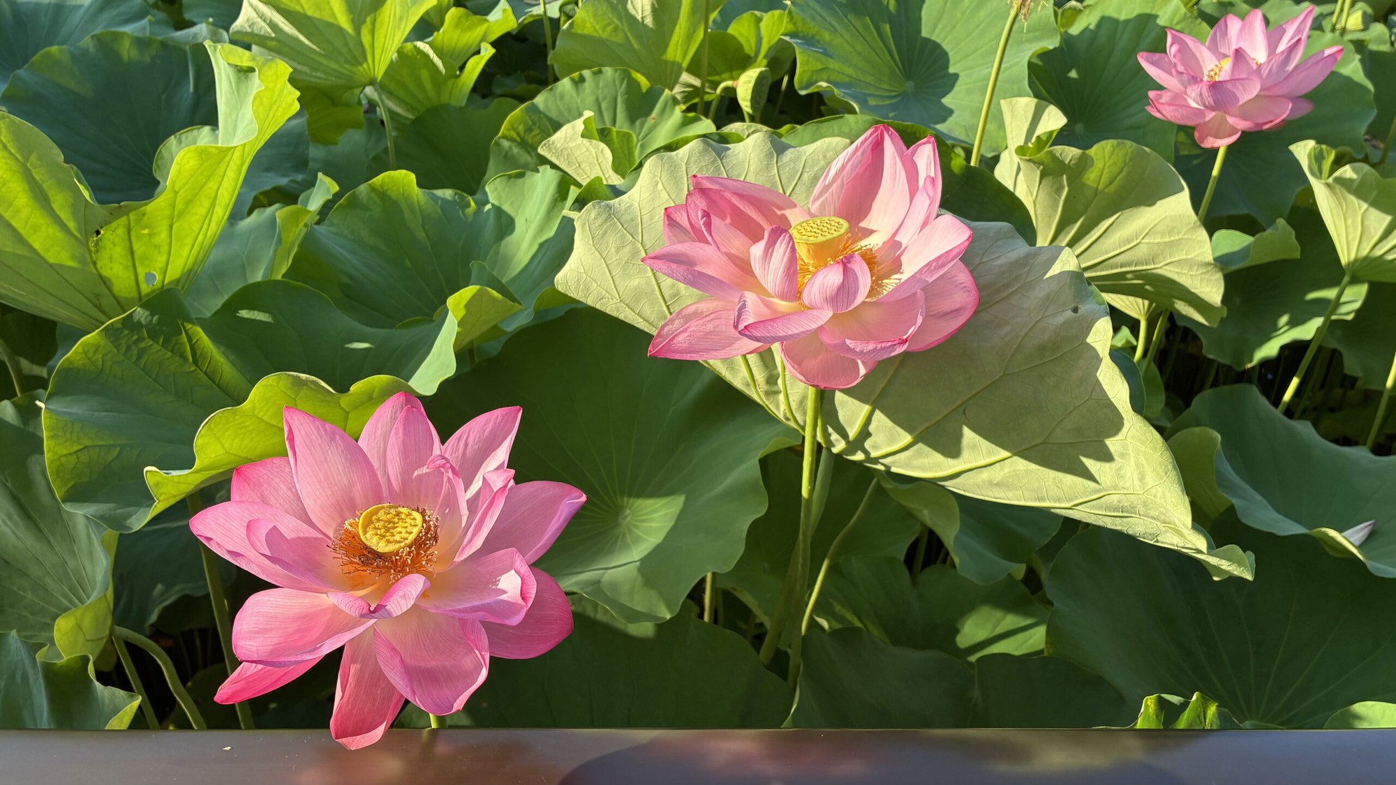 7 loại cây mang lại may mắn, nên trồng ngay trong vườn nhà - Ảnh 5.