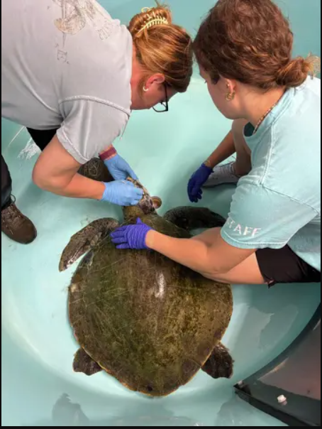 Cứu hộ tưởng nhìn nhầm khi thấy sinh vật đầy "lông" ở bờ biển, chuyên gia xác nhận: Chỉ còn 23.000 cá thể! - Ảnh 2.