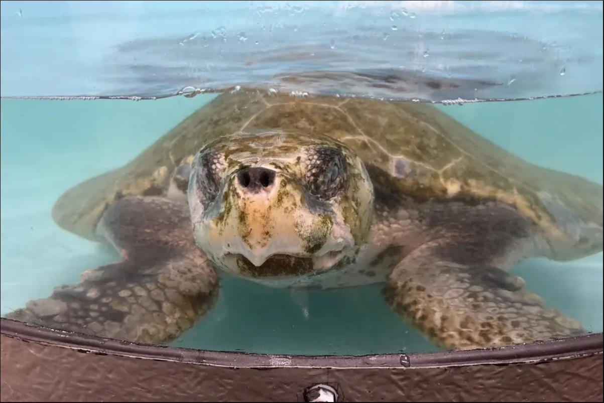 Cứu hộ tưởng nhìn nhầm khi thấy sinh vật đầy "lông" ở bờ biển, chuyên gia xác nhận: Chỉ còn 23.000 cá thể! - Ảnh 3.