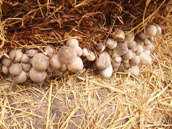 Đặc sản từ thứ bị vứt đi, được cố Thủ tướng nhắc tới: Nay giá gần 100.000đ/kg, giúp nhiều nhà đổi đời- Ảnh 2.