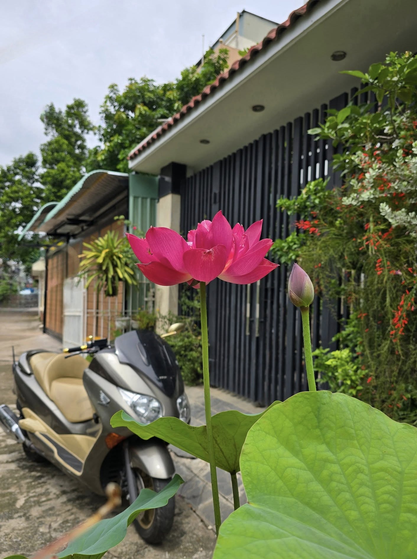 "Ông hoàng nhạc đỏ" nổi tiếng miền Nam: Mặn nồng bên vợ diễn viên, có cả nhà phố lẫn biệt thự 3000m2- Ảnh 7.