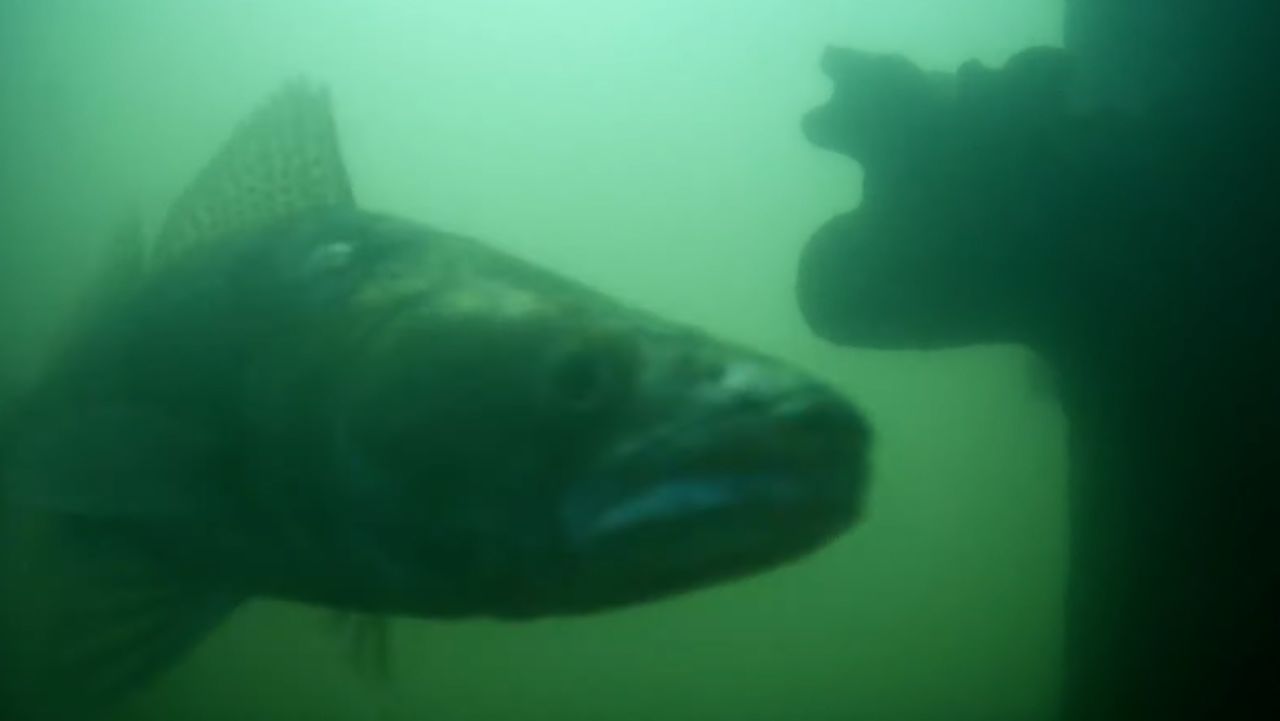 Hàng triệu người trên thế giới đang háo hức theo dõi đàn cá bơi qua bơi lại ở Hà Lan: Lý do rất thú vị và quan trọng  - Ảnh 2.