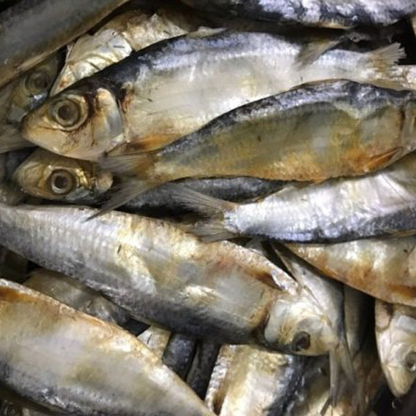 Ra siêu thị thấy đủ loại cá: Nhân viên chỉ 3 loại "vô địch DHA", tốt cho não, giá vừa túi tiền  - Ảnh 3.