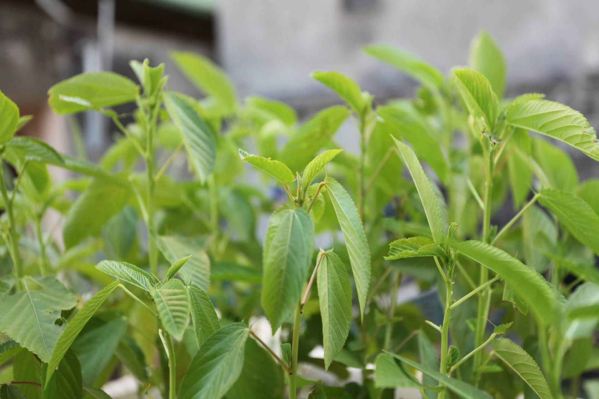 Loại rau được người Nhật coi như "nhân sâm xanh", cực nhiều công dụng tuyệt vời: Mọc đầy Việt Nam nhưng không ít người bỏ phí- Ảnh 1.