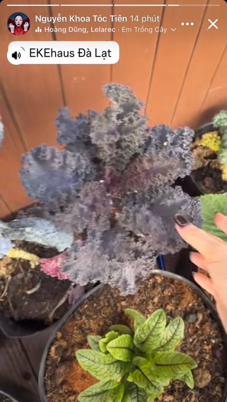 Tình hình căn biệt thự của Tóc Tiên - Touliver tại Đà Lạt- Ảnh 1.