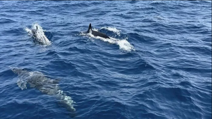 Tuần tra tưởng ảo giác khi thấy hơn 100 sinh vật trồi lên giữa biển, chuyên gia nói: Hiện tượng cực hiếm - Ảnh 1.