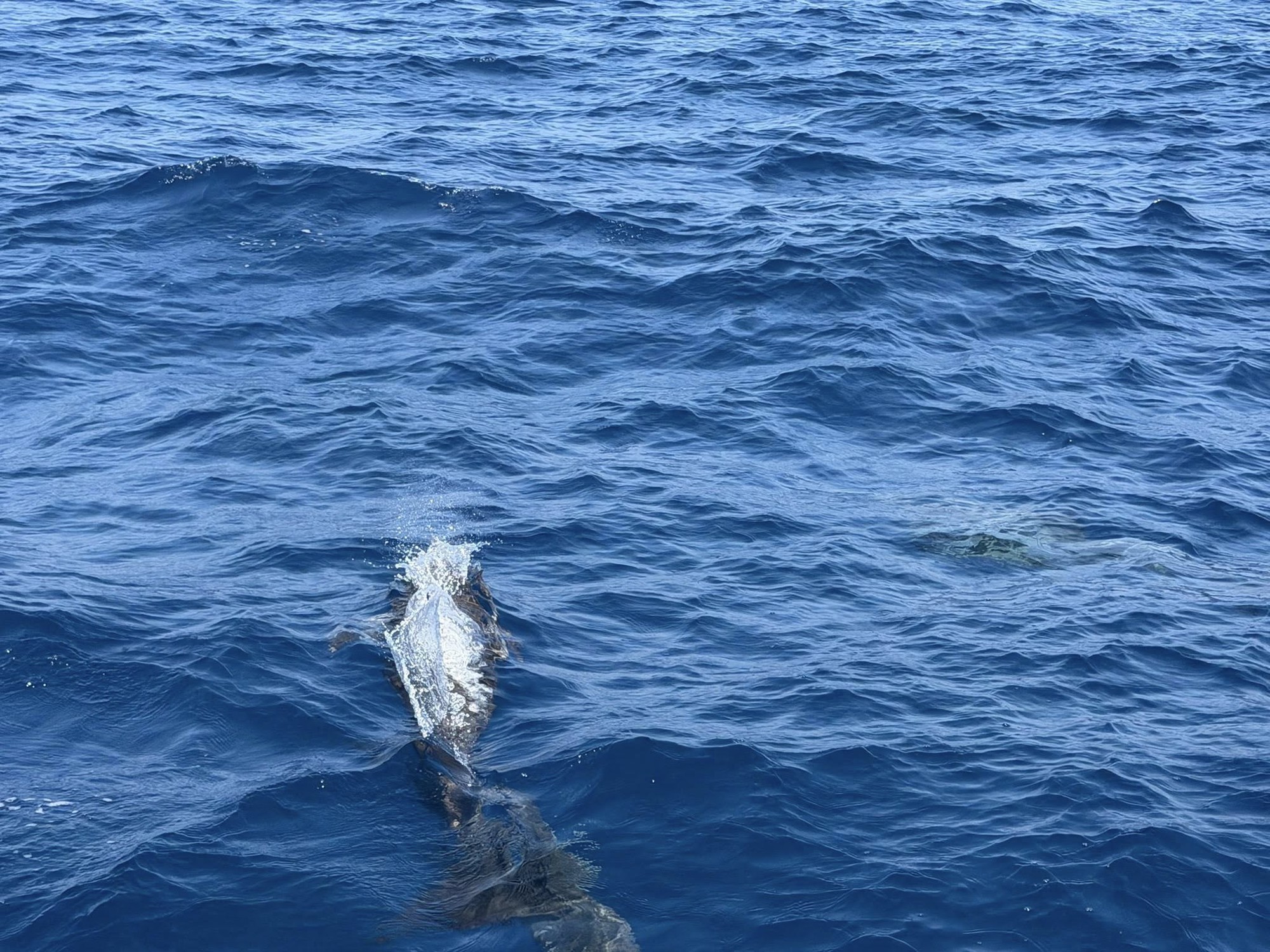 Tuần tra tưởng ảo giác khi thấy hơn 100 sinh vật trồi lên giữa biển, chuyên gia nói: Hiện tượng cực hiếm - Ảnh 4.