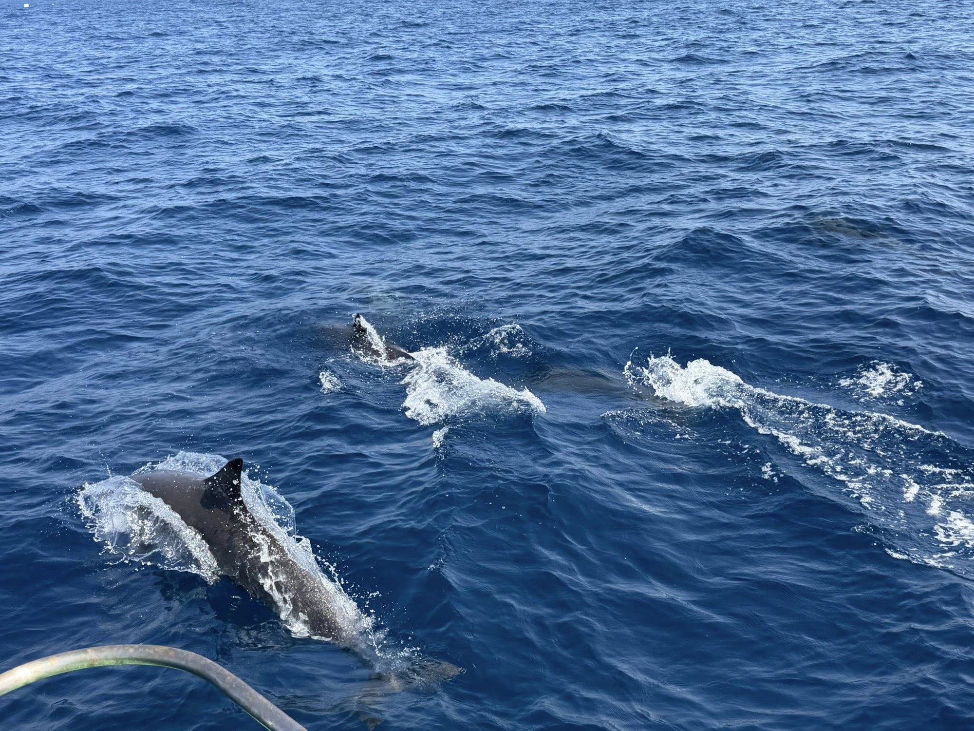 Tuần tra tưởng ảo giác khi thấy hơn 100 sinh vật trồi lên giữa biển, chuyên gia nói: Hiện tượng cực hiếm - Ảnh 2.