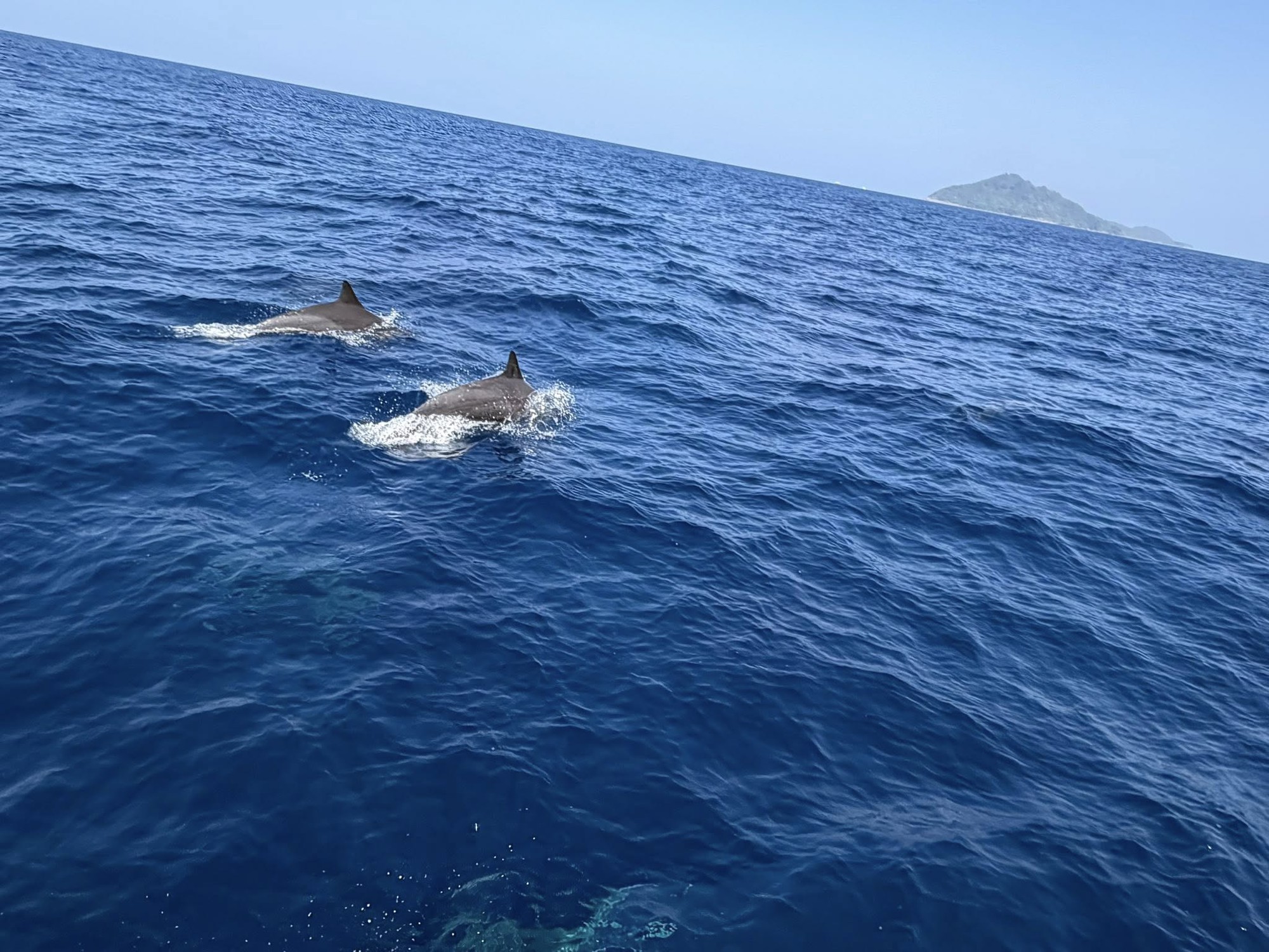 Tuần tra tưởng ảo giác khi thấy hơn 100 sinh vật trồi lên giữa biển, chuyên gia nói: Hiện tượng cực hiếm - Ảnh 3.