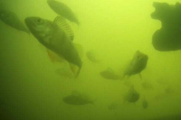 Hàng triệu người trên thế giới đang háo hức theo dõi đàn cá bơi qua bơi lại ở Hà Lan: Lý do rất thú vị và quan trọng  - Ảnh 1.