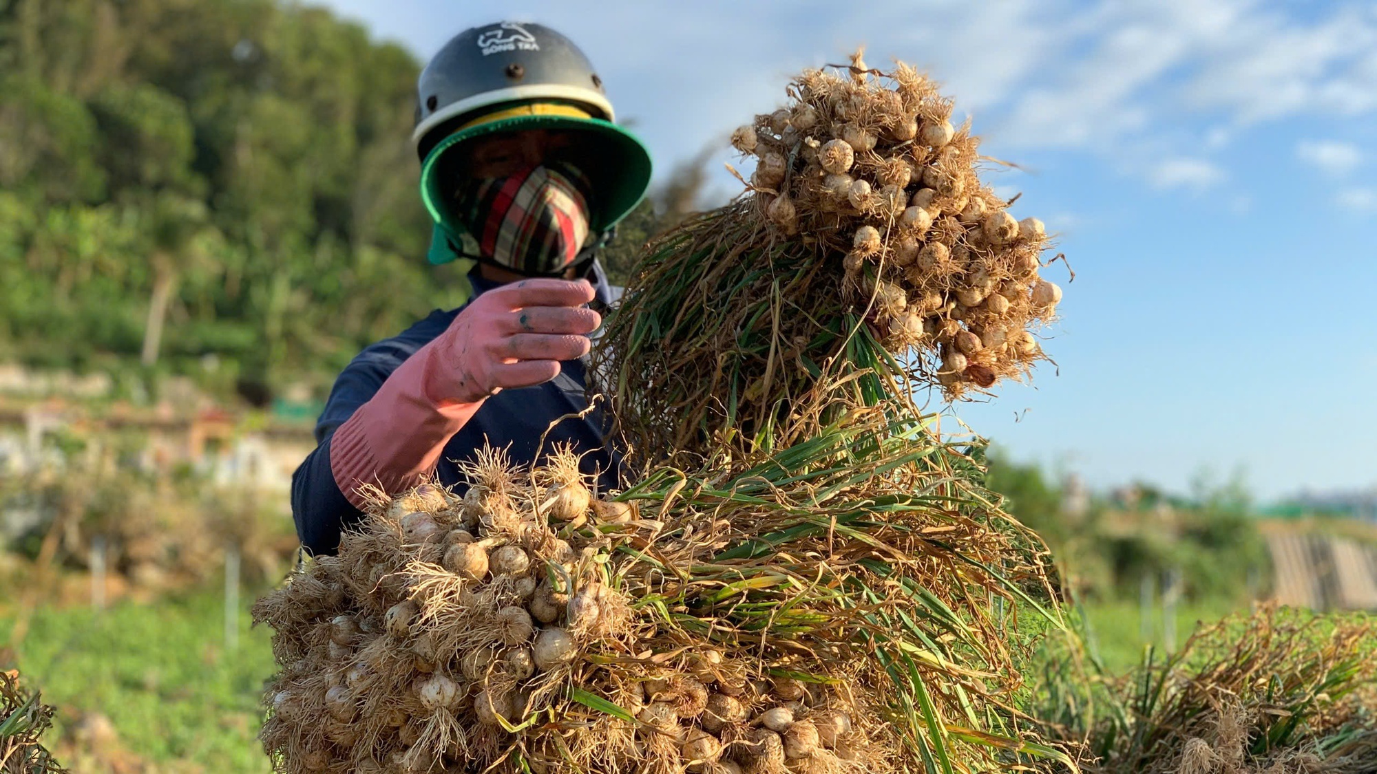 Tất bật mùa thu hoạch "vàng trắng" ở Lý Sơn - Ảnh 4.