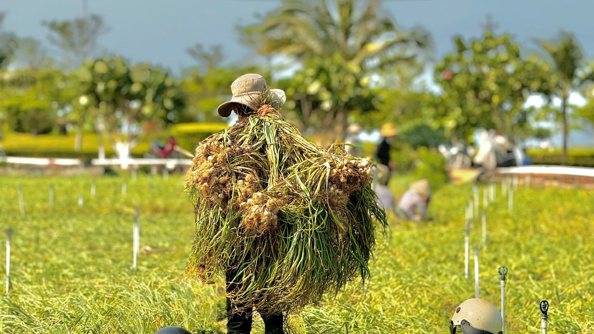 Tất bật mùa thu hoạch "vàng trắng" ở Lý Sơn - Ảnh 3.