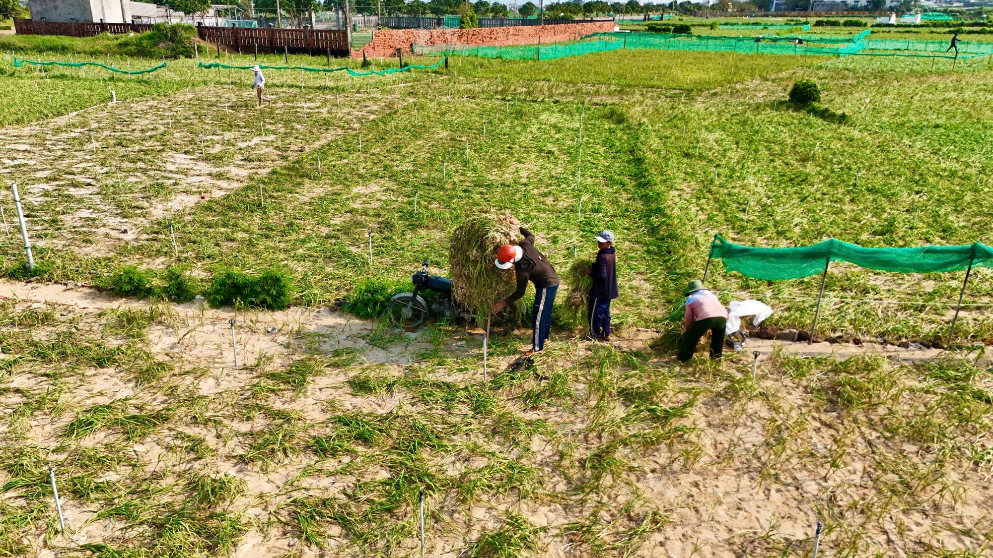 Tất bật mùa thu hoạch "vàng trắng" ở Lý Sơn - Ảnh 1.