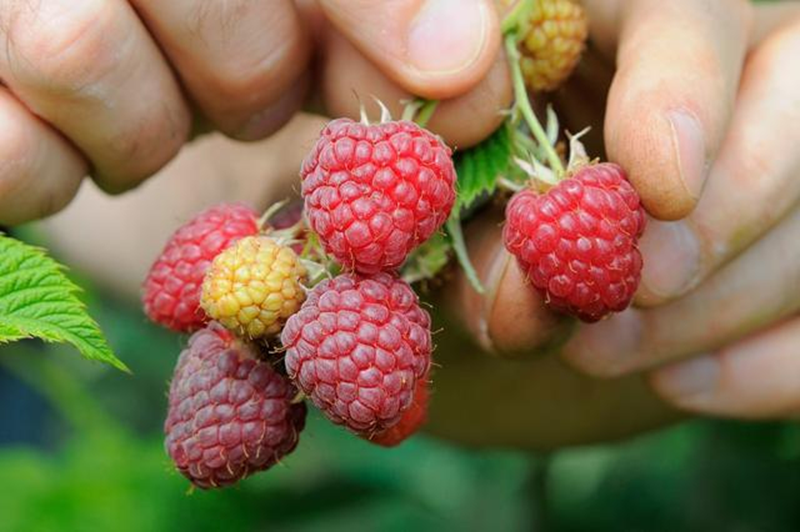 Nghiên cứu của Harvard kéo dài 40 năm tiết lộ: "Thuốc tốt nhất" không nằm trong hiệu thuốc mà ở ngay… chợ- Ảnh 1.