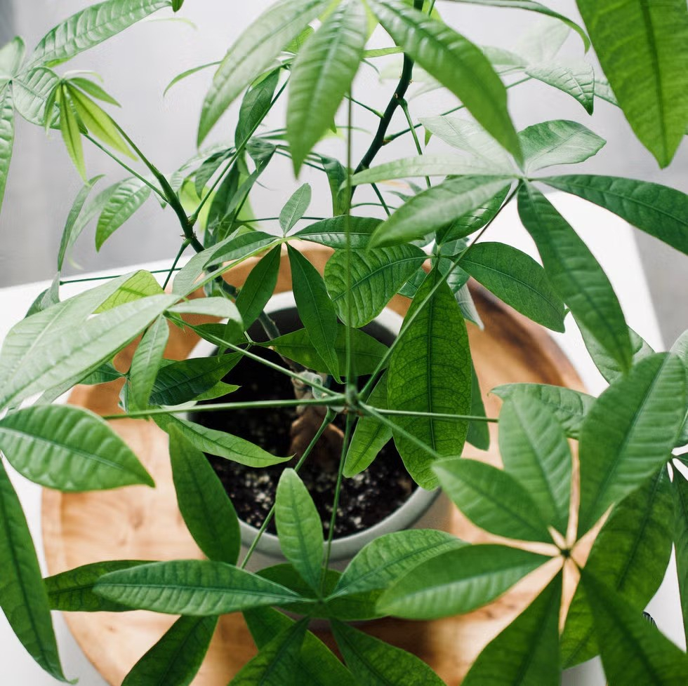 Loài cây trồng phòng khách xanh mướt quanh năm, hễ nở hoa còn là "điềm lành hiếm gặp", hút tài lộc đỉnh cao - Ảnh 1.