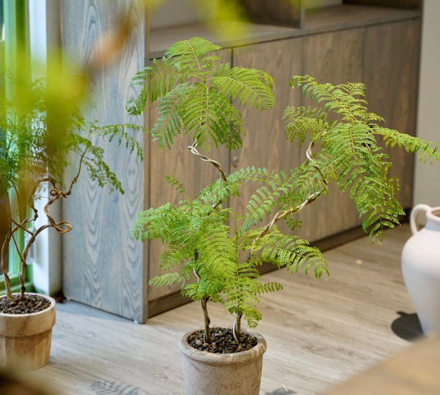 4 cây trồng trước cửa "hút tài lộc" mạnh hơn cả kim tiền, nhà giàu Trung Quốc âm thầm trồng từ lâu- Ảnh 5.