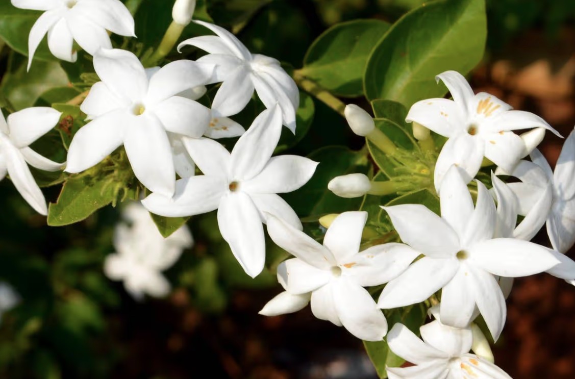 Loại cây giúp khu vườn thơm ngát suốt hè: Ai cũng nên trồng vì quá dễ chăm! - Ảnh 1.