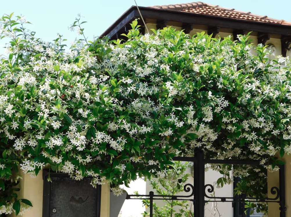 Loại cây giúp khu vườn thơm ngát suốt hè: Ai cũng nên trồng vì quá dễ chăm! - Ảnh 2.