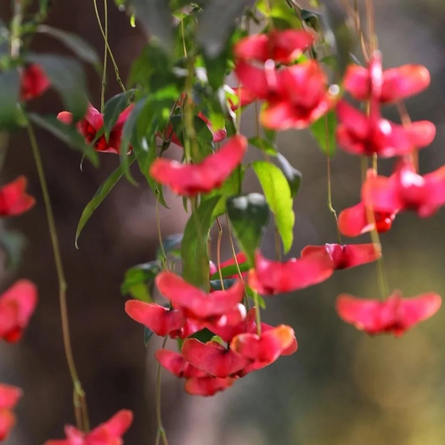 4 cây trồng trước cửa "hút tài lộc" mạnh hơn cả kim tiền, nhà giàu Trung Quốc âm thầm trồng từ lâu- Ảnh 1.