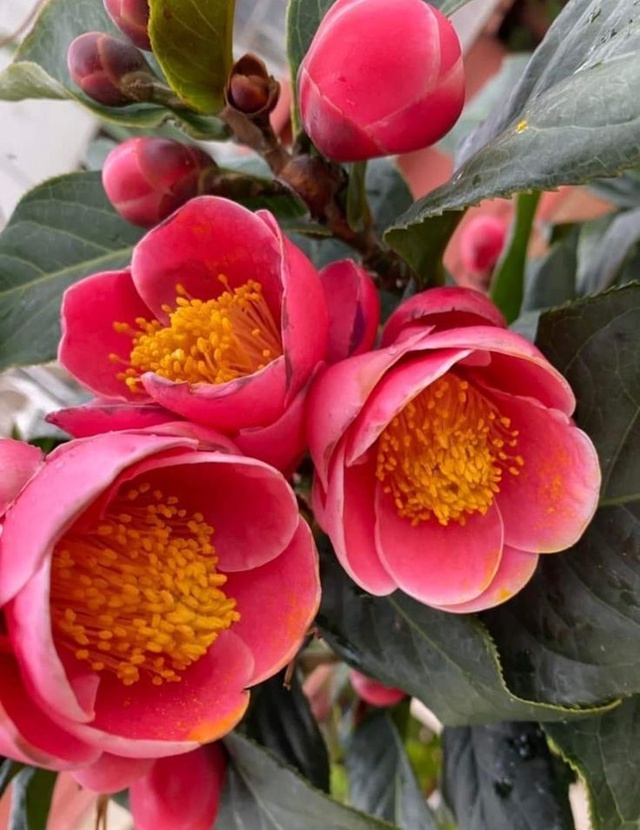 4 cây trồng trước cửa "hút tài lộc" mạnh hơn cả kim tiền, nhà giàu Trung Quốc âm thầm trồng từ lâu- Ảnh 8.