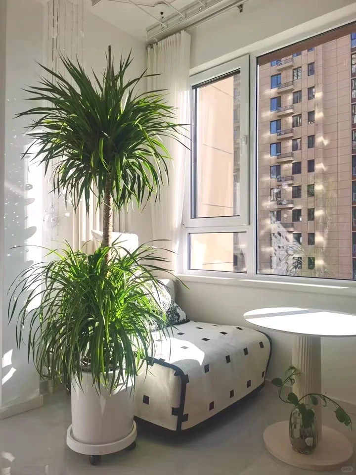 5 loài cây sống lâu hơn cả người, càng già càng lộ ra sự quý giá, bảo vệ gia đình, giữ lộc 3 đời con cháu- Ảnh 8.