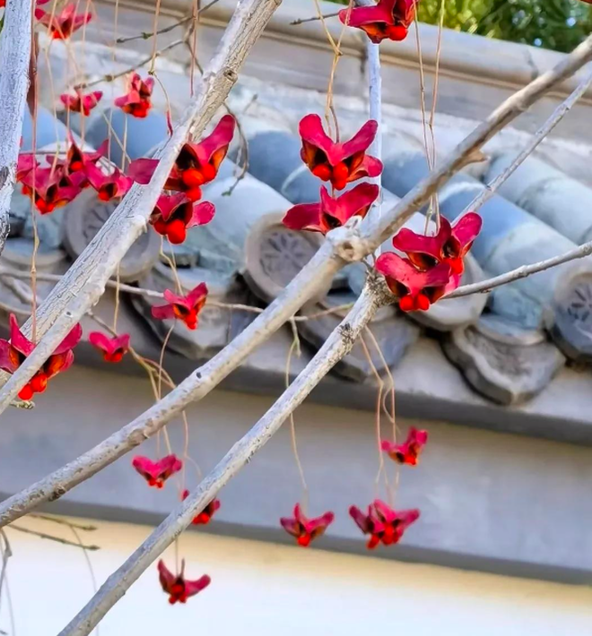 4 cây trồng trước cửa "hút tài lộc" mạnh hơn cả kim tiền, nhà giàu Trung Quốc âm thầm trồng từ lâu- Ảnh 2.