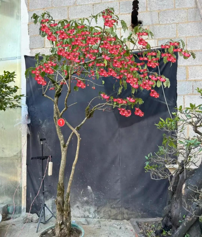 4 cây trồng trước cửa "hút tài lộc" mạnh hơn cả kim tiền, nhà giàu Trung Quốc âm thầm trồng từ lâu- Ảnh 4.