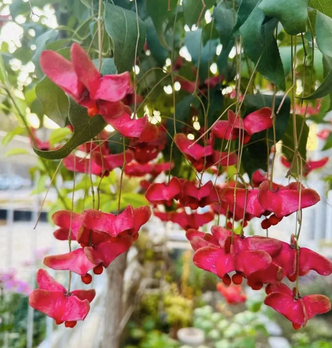 4 cây trồng trước cửa "hút tài lộc" mạnh hơn cả kim tiền, nhà giàu Trung Quốc âm thầm trồng từ lâu- Ảnh 3.