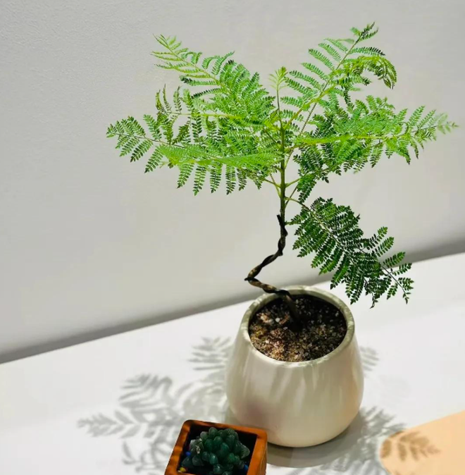 4 cây trồng trước cửa "hút tài lộc" mạnh hơn cả kim tiền, nhà giàu Trung Quốc âm thầm trồng từ lâu- Ảnh 6.