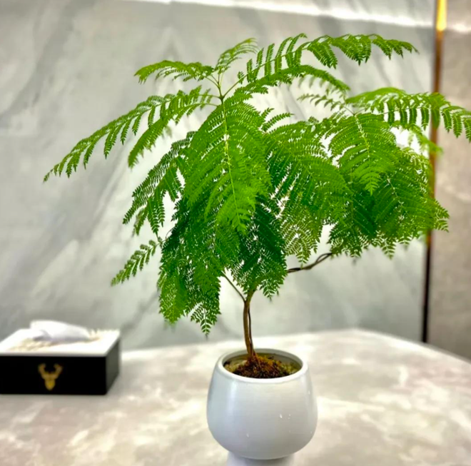 4 cây trồng trước cửa "hút tài lộc" mạnh hơn cả kim tiền, nhà giàu Trung Quốc âm thầm trồng từ lâu- Ảnh 7.