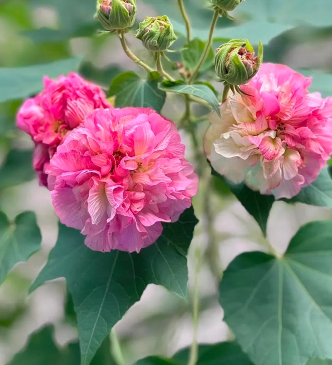 4 cây trồng trước cửa "hút tài lộc" mạnh hơn cả kim tiền, nhà giàu Trung Quốc âm thầm trồng từ lâu- Ảnh 9.