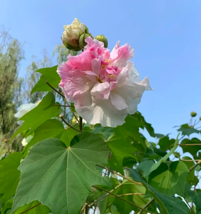 4 cây trồng trước cửa "hút tài lộc" mạnh hơn cả kim tiền, nhà giàu Trung Quốc âm thầm trồng từ lâu- Ảnh 10.