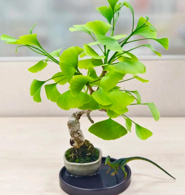 5 loài cây sống lâu hơn cả người, càng già càng lộ ra sự quý giá, bảo vệ gia đình, giữ lộc 3 đời con cháu- Ảnh 5.