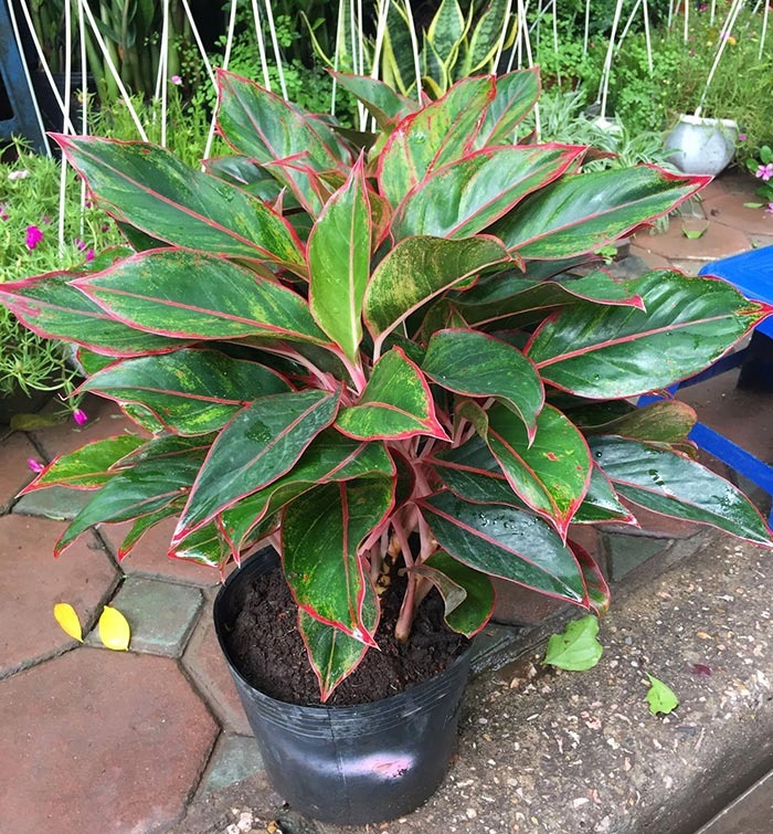 3 cây nở hoa là phúc lộc song hành, vận đỏ ghé thăm: Chúc mừng nhà nào sở hữu- Ảnh 3.