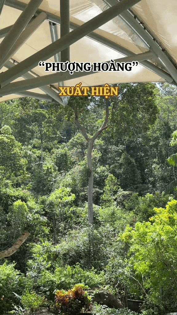 Cảnh tượng phượng hoàng xuất hiện giữa trời Việt Nam: Nhiều người trầm trồ không tin vào mắt mình- Ảnh 1.