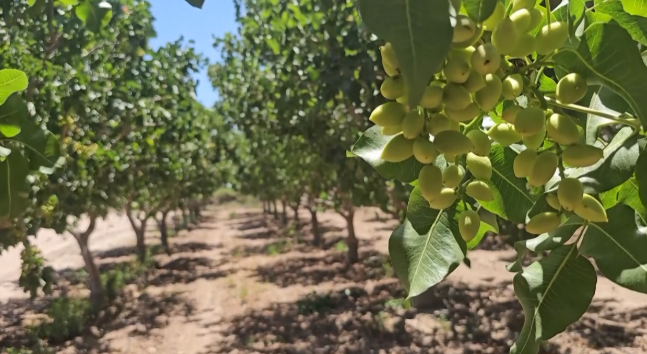 Đắt hơn sầu riêng, một loại nông sản của Việt Nam bất ngờ xuất khẩu bùng nổ ngay đầu năm - Ảnh 1.