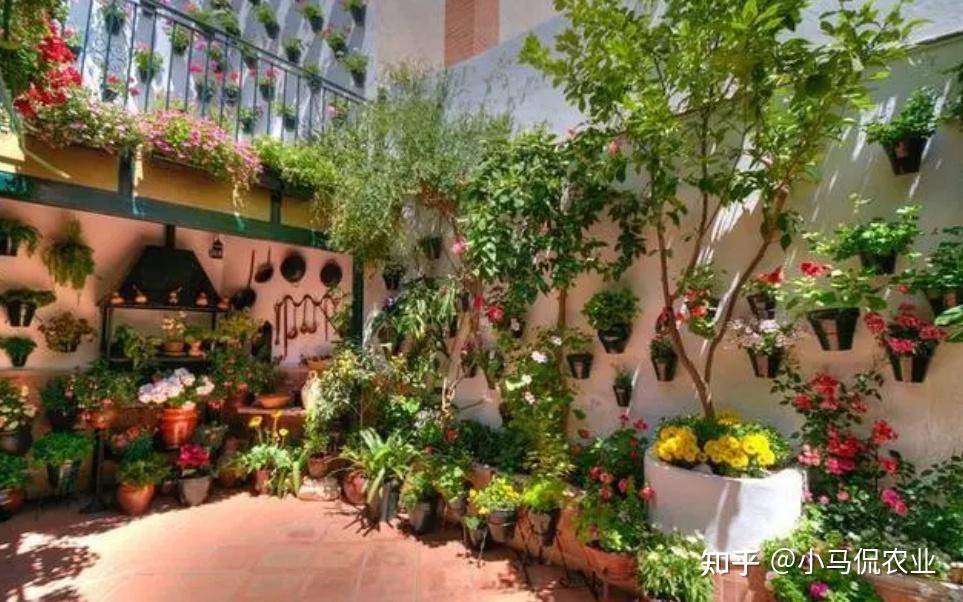 Sân 60m² giữa phố trồng hàng trăm loại rau: Cuộc sống hưu trí khiến nhiều người ước ao vì mỗi ngày ăn một loại rau khác nhau - Ảnh 1.